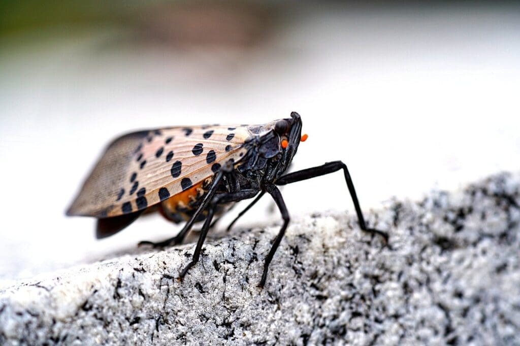how-do-spotted-lanternflies-damage-trees