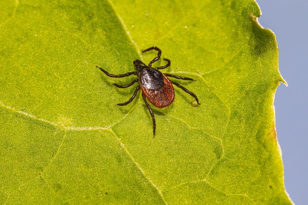 how-often-should-you-treat-your-lawn-for-ticks