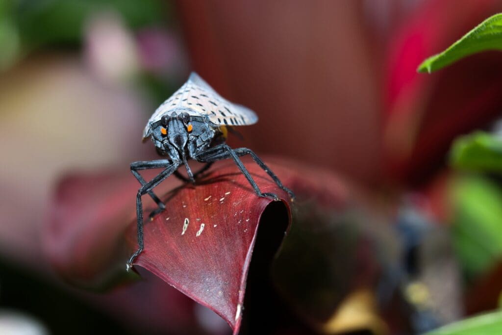 how many eggs does a spotted lanternfly lay