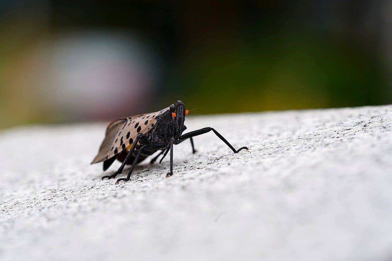 what-do-spotted-lanternfly-nymphs-eat
