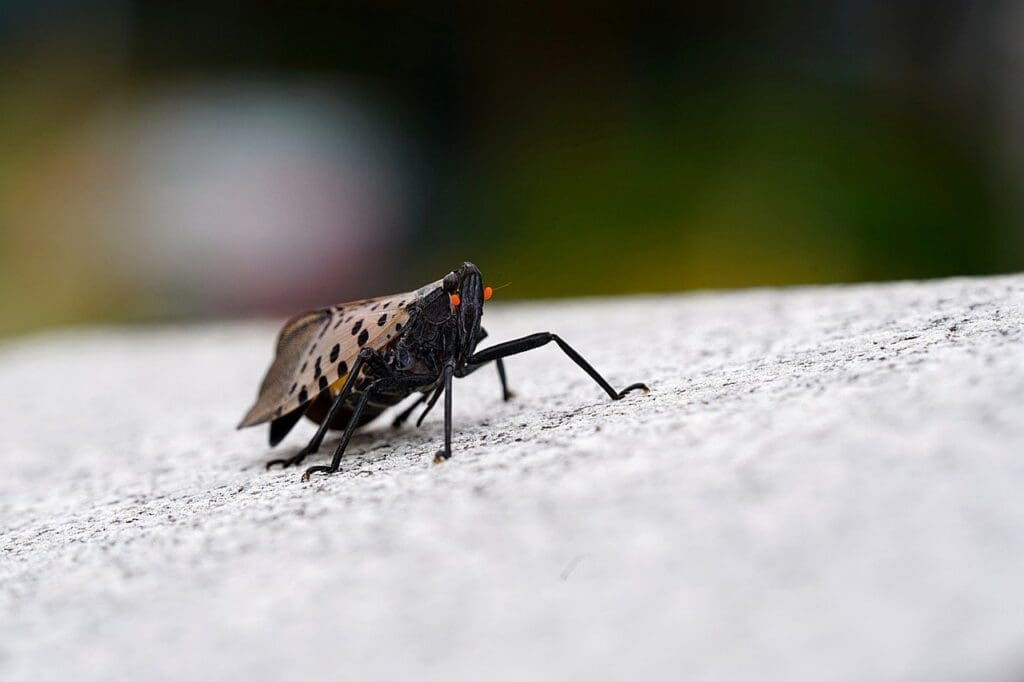 what do spotted lanternfly nymphs eat