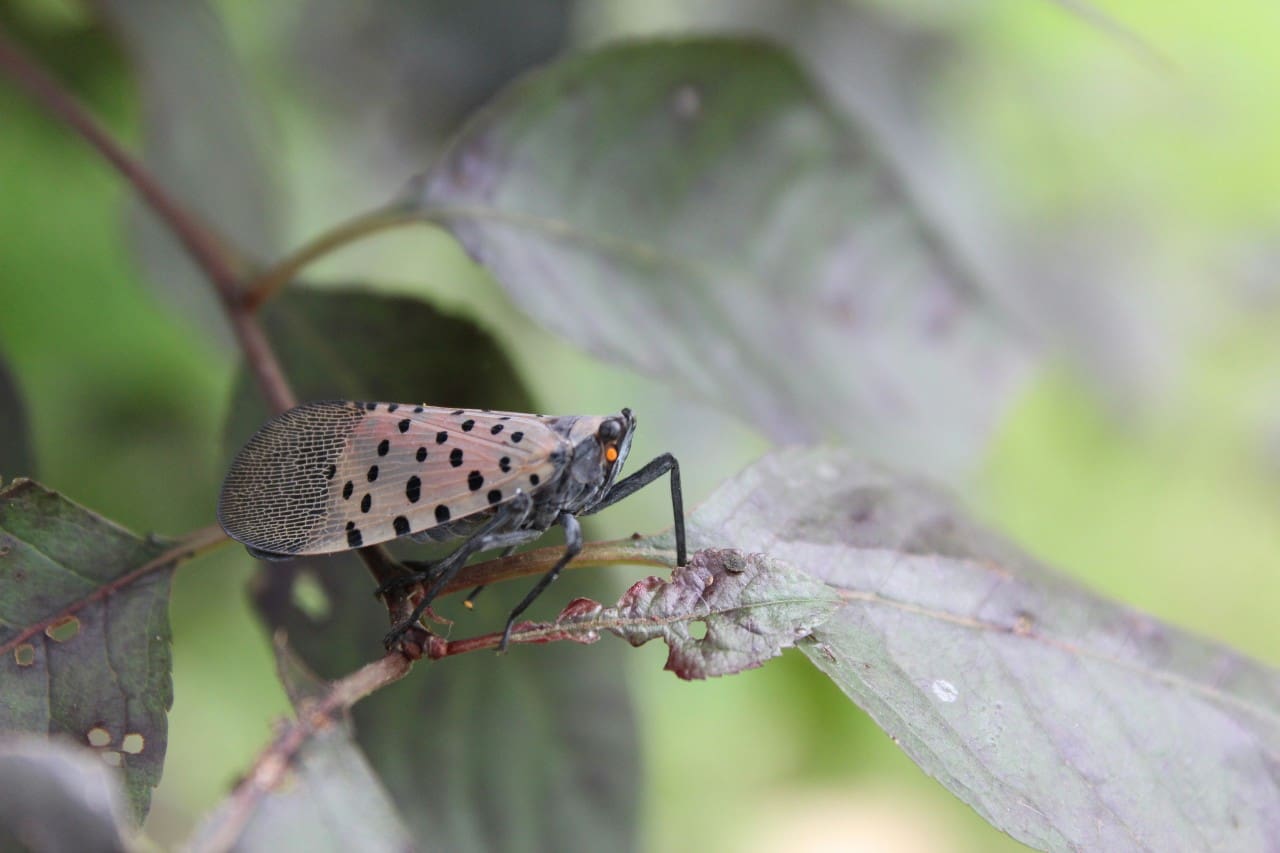 spotted-lanternflies