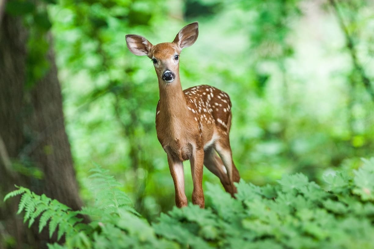 do-deer-hate-peppermint