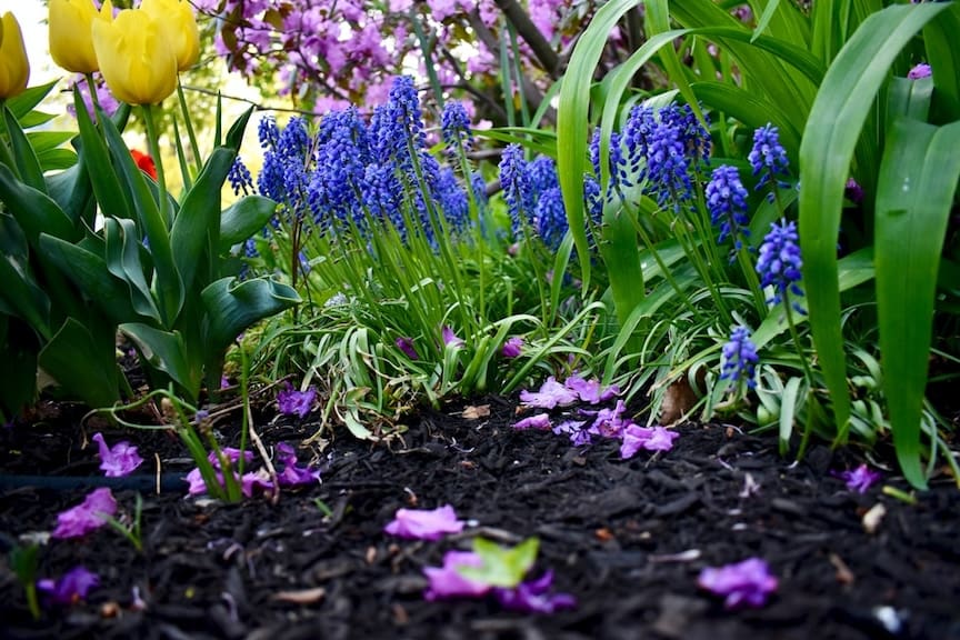 Shield Your Crops And Beautify Your Gardens With Mulch In Spring Shield Your Crops And Beautify Your Gardens With Mulch In Spring