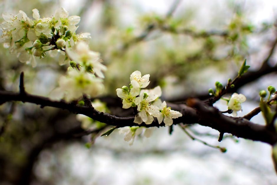 tree-and-shrub-treatment