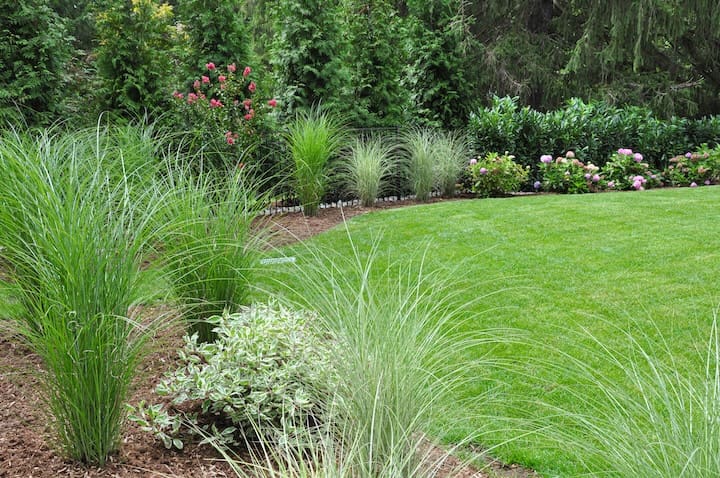 pre-emergent-and-weed-killer