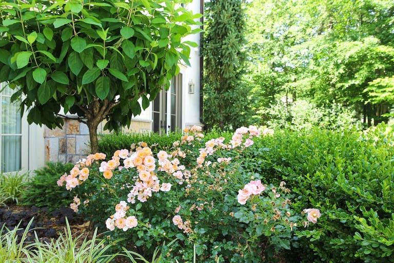 tree-and-shrub-care-companies