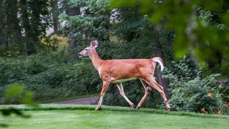 stop-deer-eating-plants