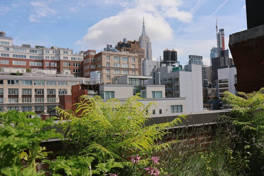 best-plants-for-rooftop-gardens