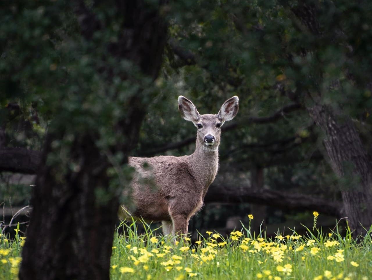 deer-control-solutions-for-protecting-your-spring-garden