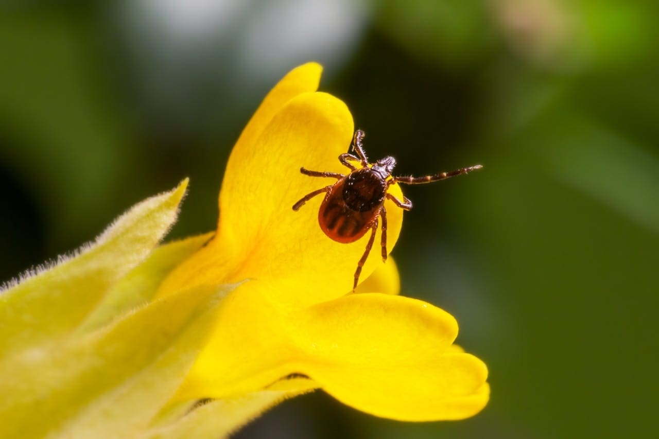 how-to-get-rid-of-fleas-and-ticks-in-your-yard-naturally