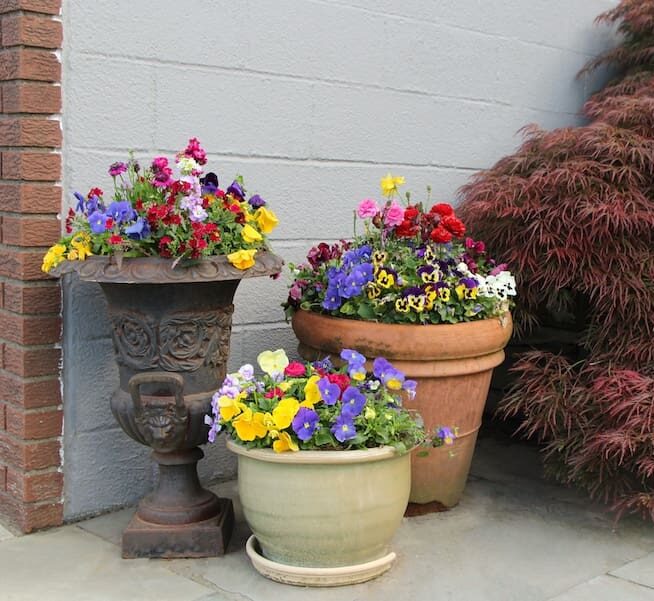Spring Annuals Planting Information: Greatest Flowers for Vibrant Coloration