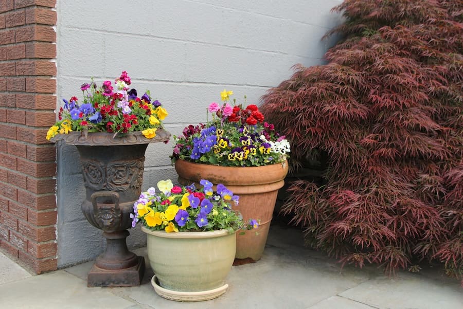spring-annuals-planting-guide
