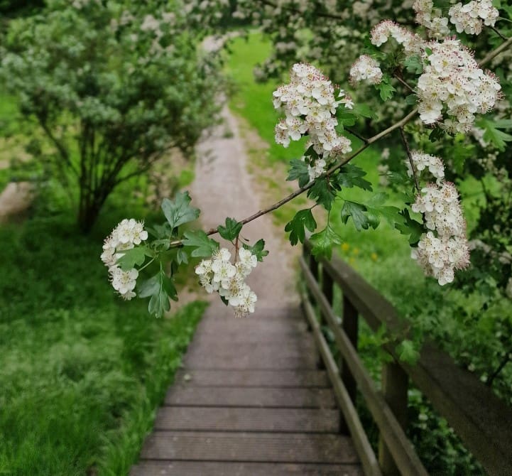 backyard-trail-landscaping