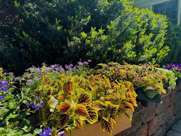 The best plants for New Jersey gardens are hardy, low-maintenance, and suited to our region’s climate and soil conditions
