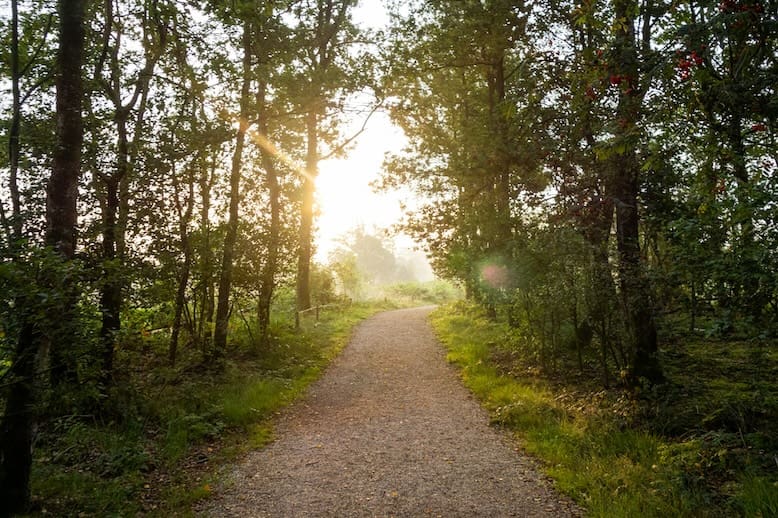 Idées de sentiers d’arrière-cour naturels: Transformez votre cour en retraite pittoresque