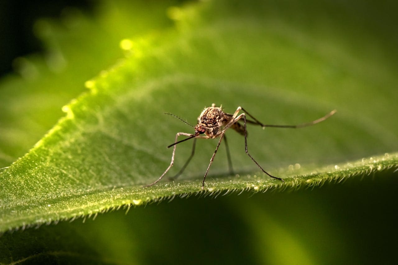 Explore common organic pest control methods