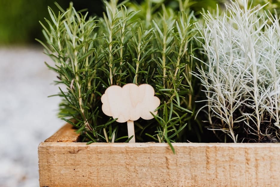 Learn how to create a thriving rooftop herb garden