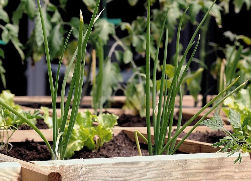 A rooftop vegetable garden is a smart, sustainable way to grow your own food—without sacrificing space or style.