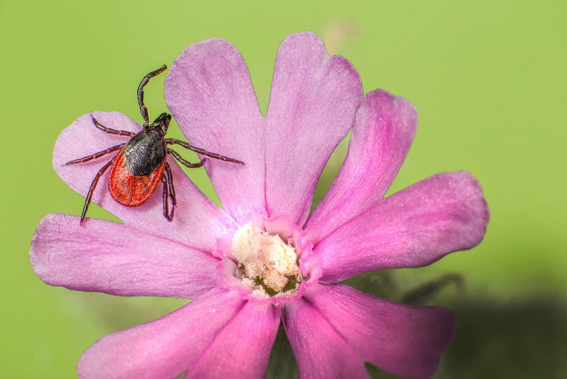 Effective tick control for yard and garden spaces isn’t just about comfort—it’s about safety