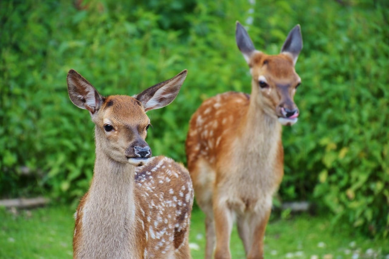 Two young deer with spots stand before a hedge