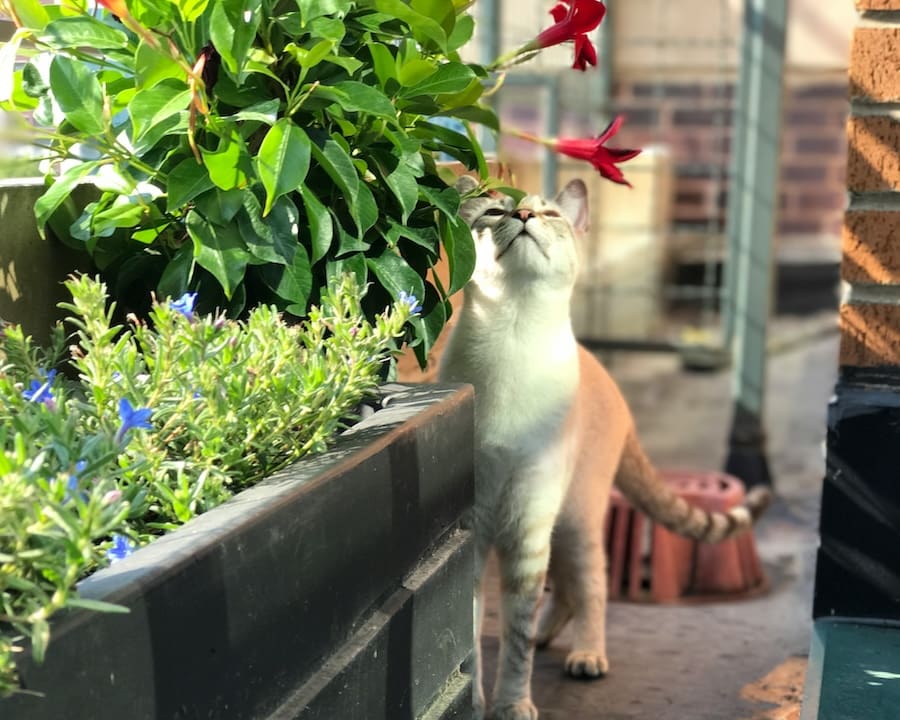 A white and orange cat sniffing a red flower in a planter with lavender and other green plants on a rooftop