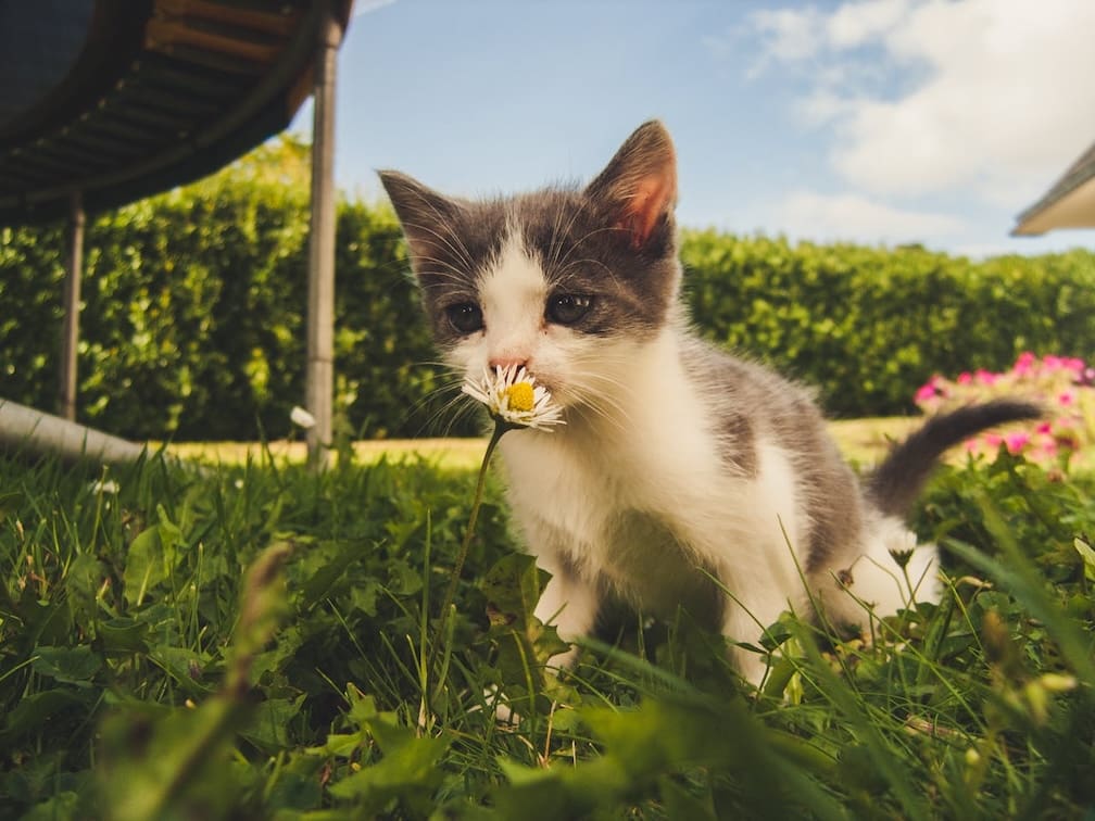 Small gray and white kitten in lush grass sniffing a white flower to emphasize the need for safe tick prevention for yards