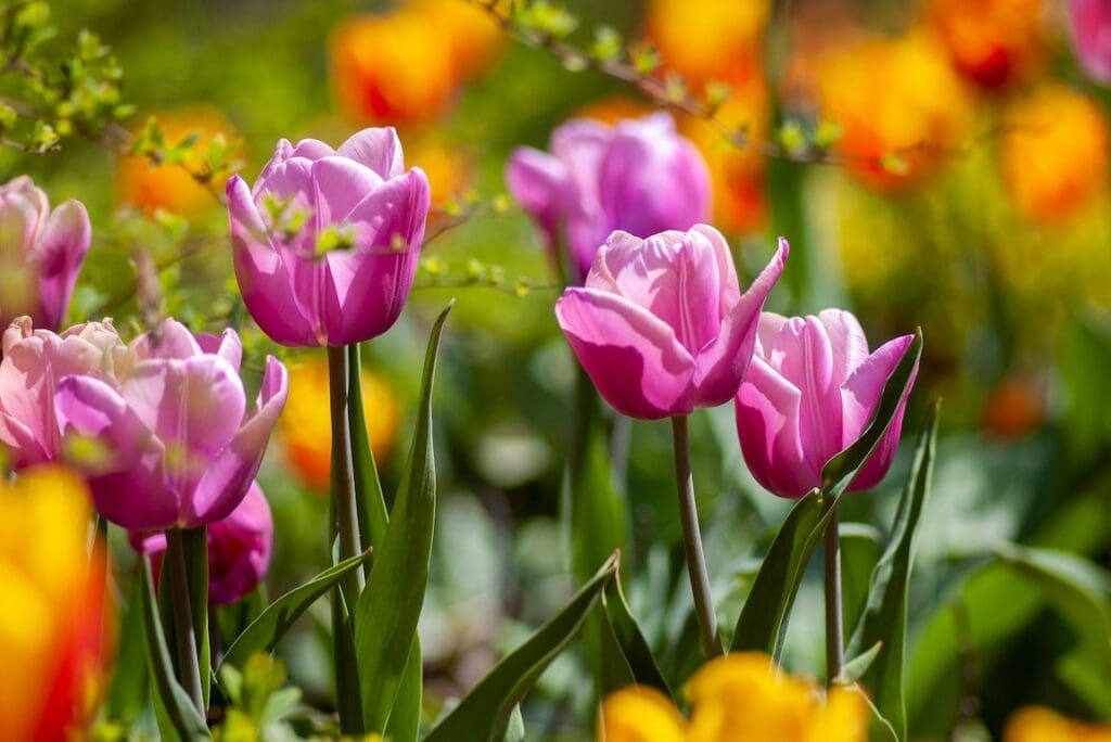 Learn how to plant spring bulbs step by step for a vibrant spring garden. Tips on timing, depth, location, and post-bloom care.
