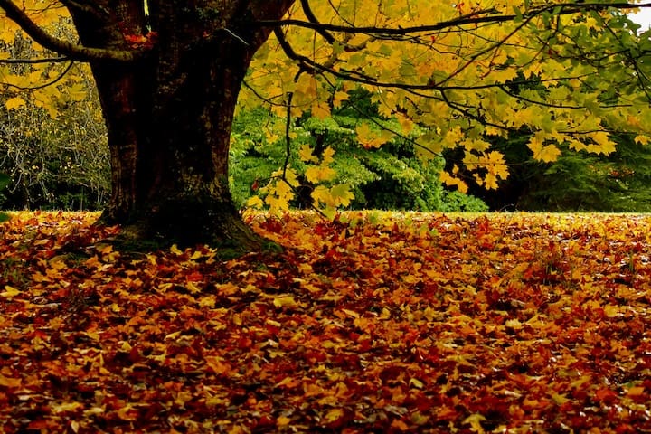 Learn how deep root fertilization for trees strengthens root systems and improves winter resilience in New Jersey.