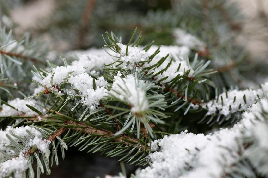 Discover expert tips on how to prevent frost damage on shrubs and keep your landscape healthy through winter.
